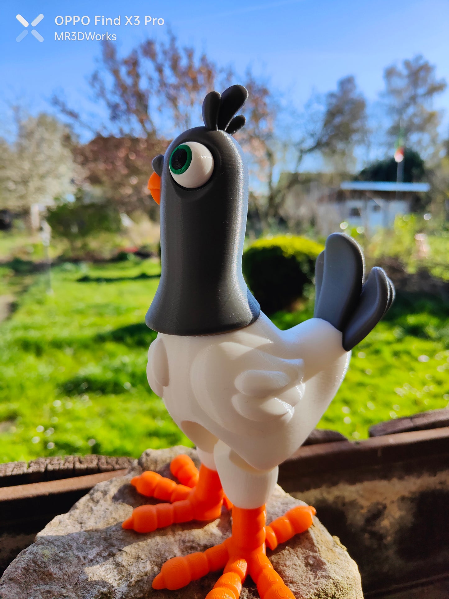 The lost pidgeon