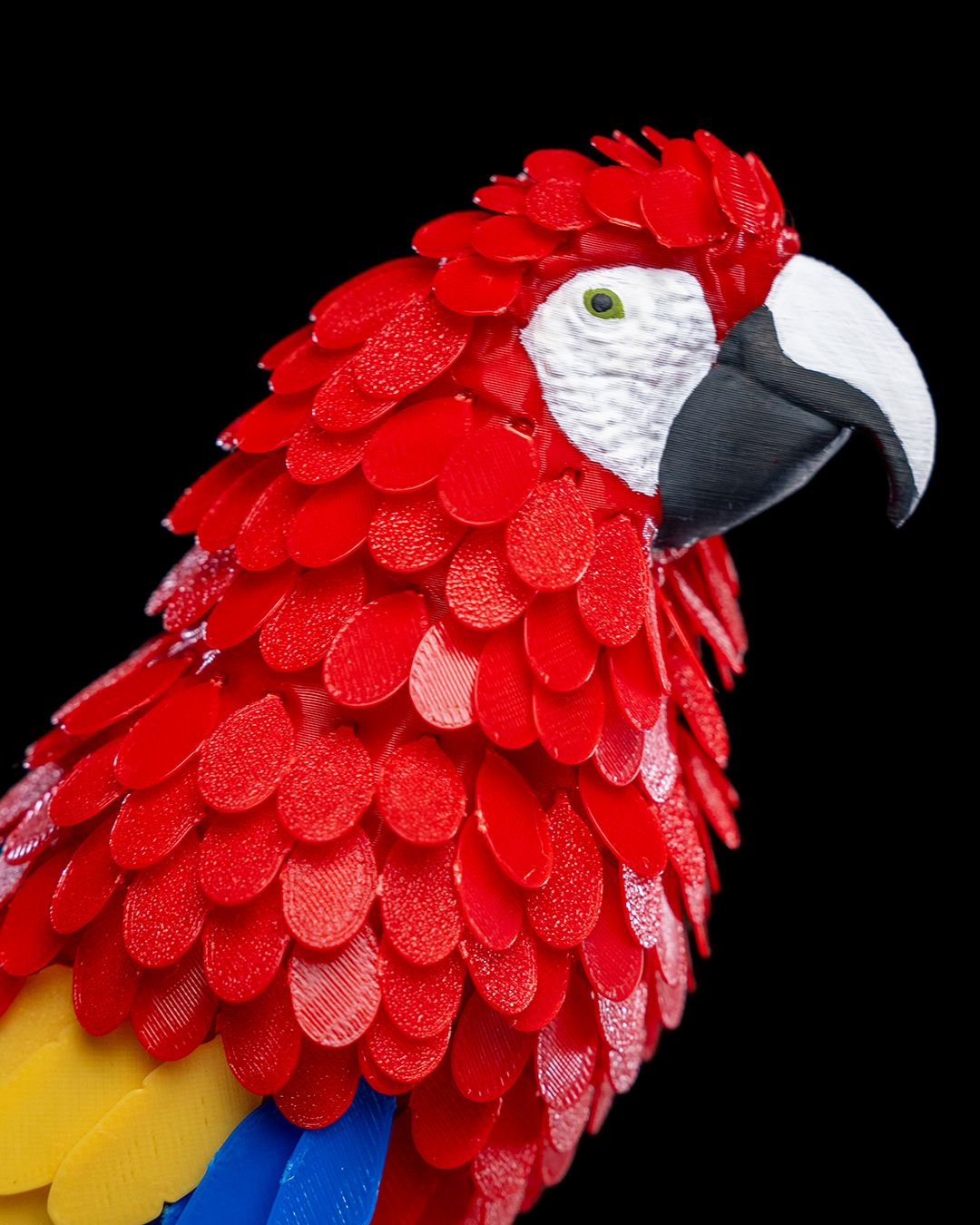Macaw Feather Puzzle